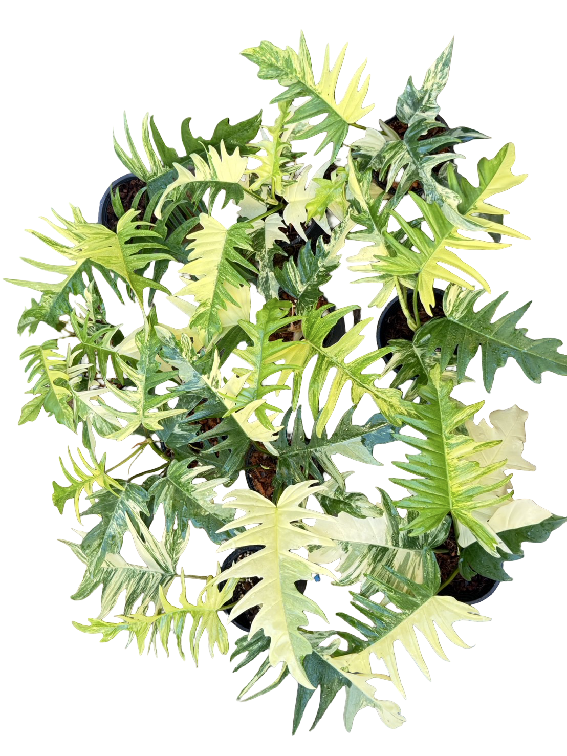 Philodendron Florida Beauty x Tortum Variegated – Set of 10 Plants