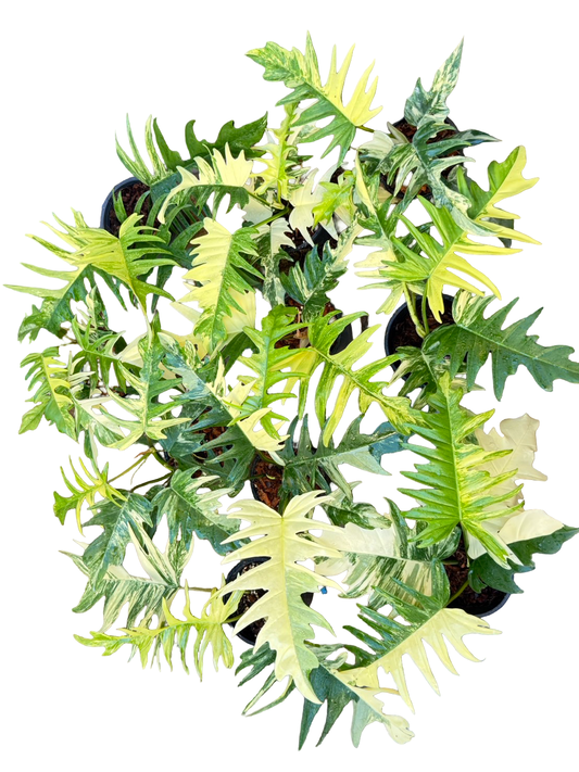 Philodendron Florida Beauty x Tortum Variegated – Set of 10 Plants