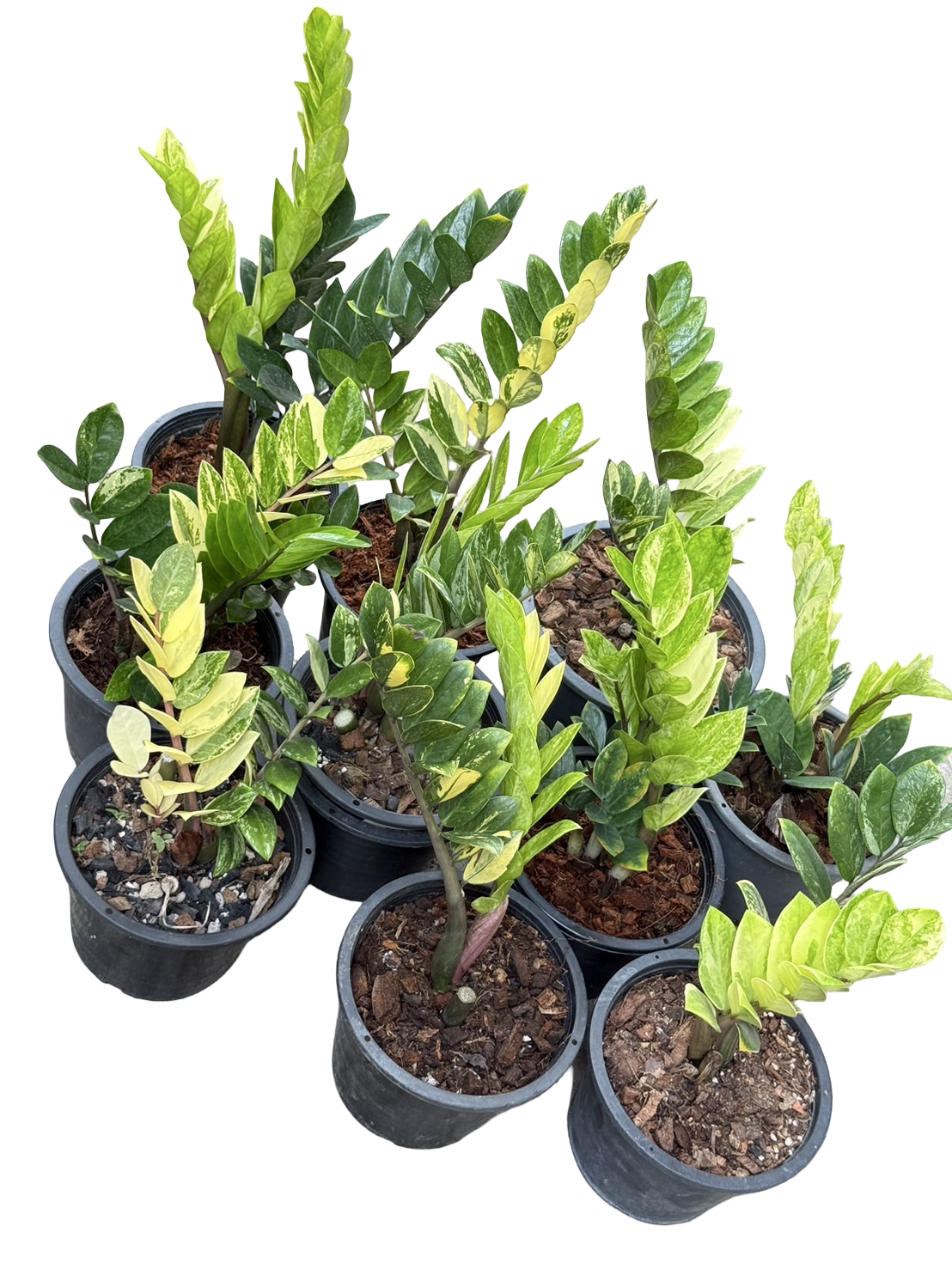 Zamioculcas zamiifolia Aurea Variegated (Big Size) – Wholesale Set of 10 Plants