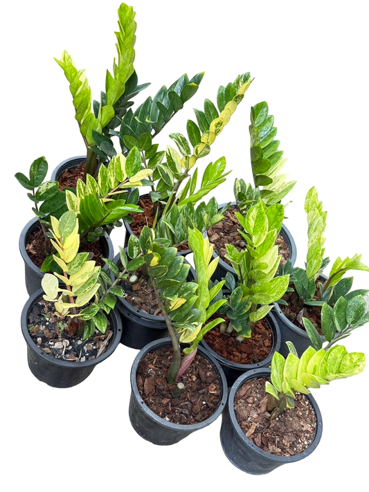 Zamioculcas zamiifolia Aurea Variegated (Big Size) – Wholesale Set of 10 Plants
