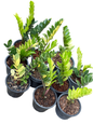 Zamioculcas zamiifolia Aurea Variegated (Big Size) – Wholesale Set of 10 Plants