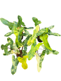 Philodendron Florida Beauty × Billietiae Variegated | Set of 3 Plants