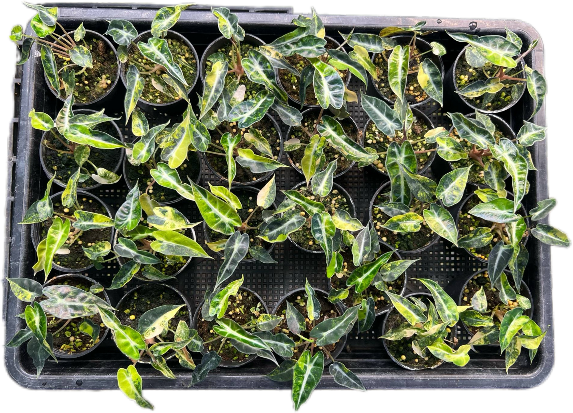 Alocasia Bambino Aurea Variegated