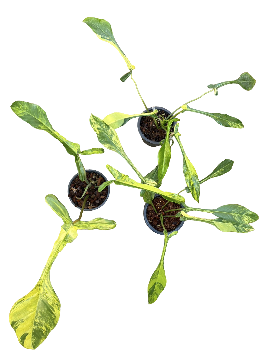 Philodendron Joepii Variegated – Collector’s Set of 3 Plants