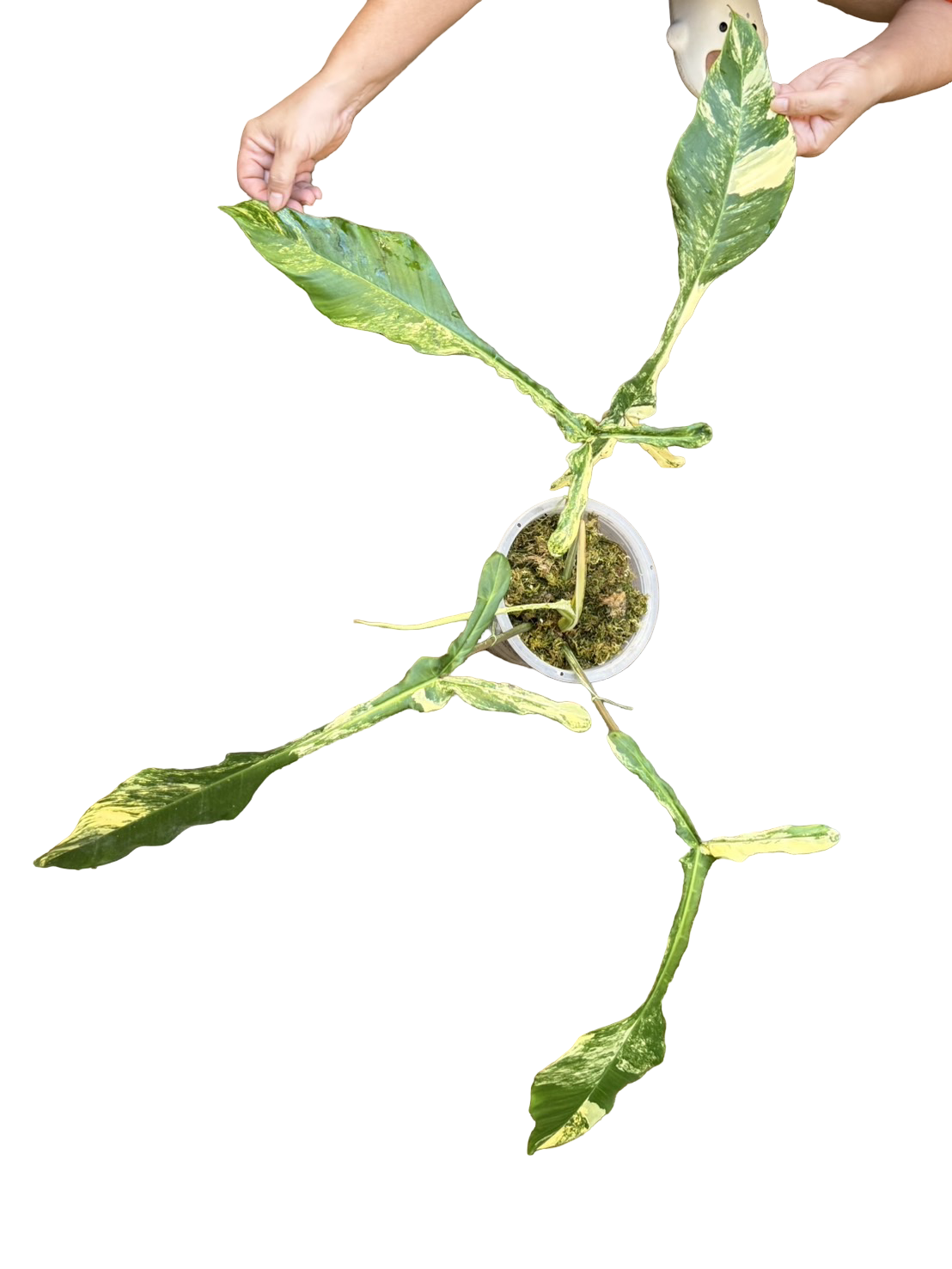 Philodendron Joepii Variegated – Collector’s Set of 3 Plants