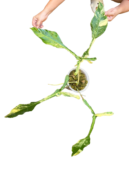 Philodendron Joepii Variegated – Collector’s Set of 3 Plants