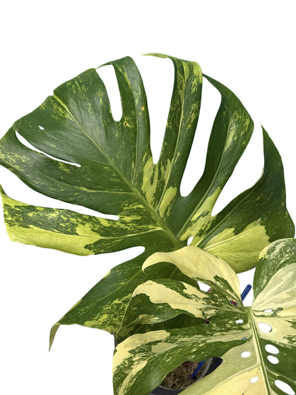 Monstera Deliciosa “Chameleon” Rare (Actual Plant)