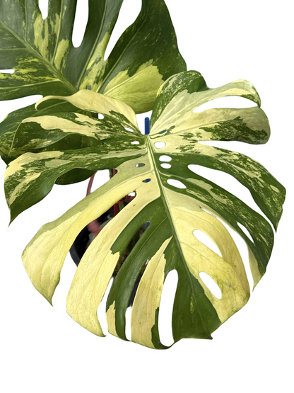 Monstera Deliciosa “Chameleon” Rare (Actual Plant)