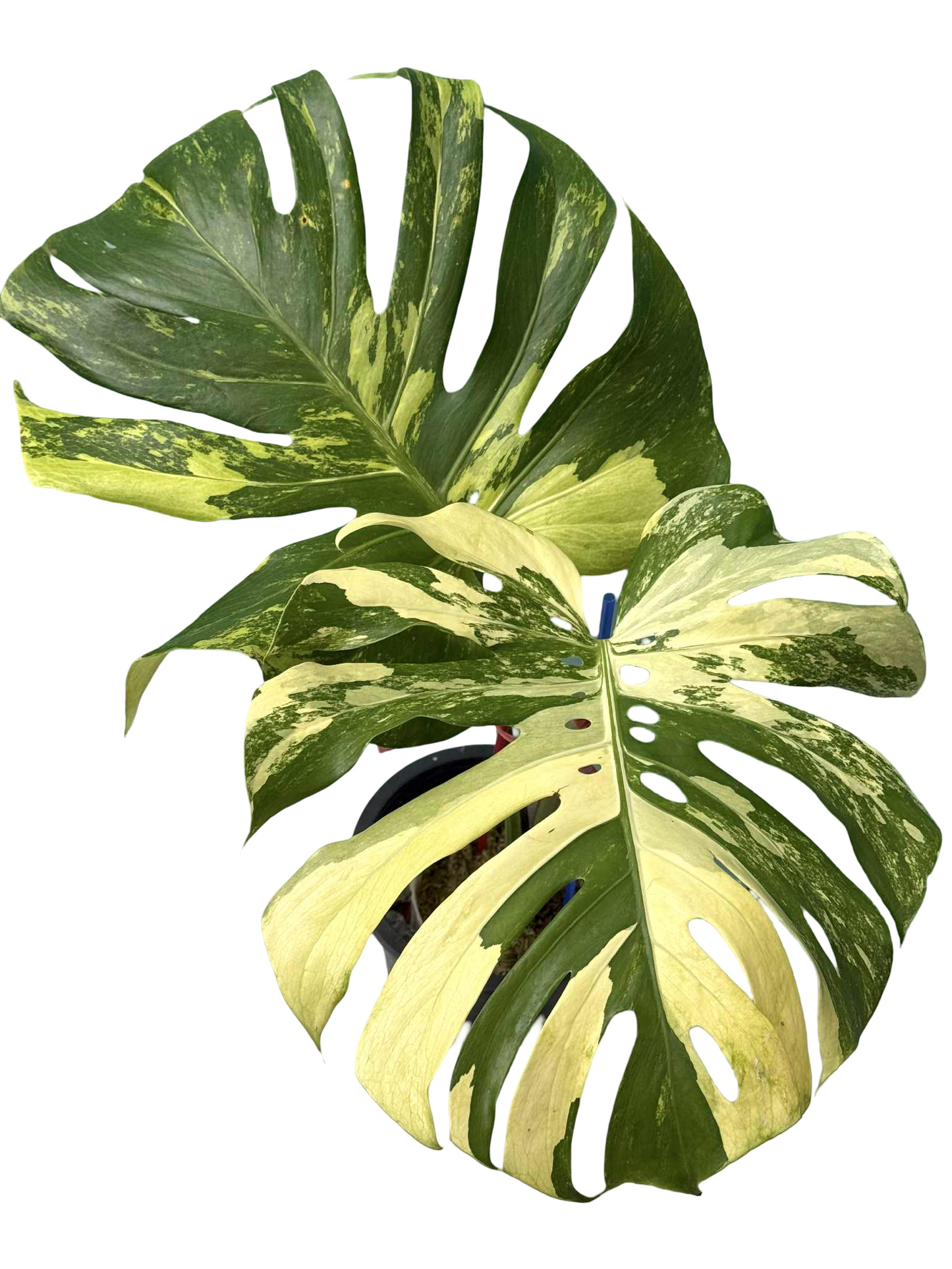 Monstera Deliciosa “Chameleon” Rare (Actual Plant)