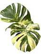Monstera Deliciosa “Chameleon” Rare (Actual Plant)