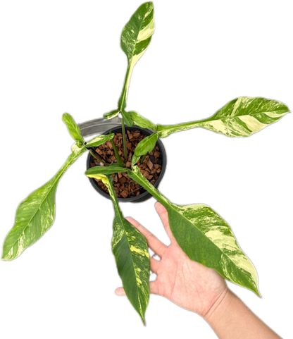 Philodendron Joepii Variegated