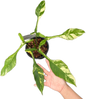 Philodendron Joepii Variegated