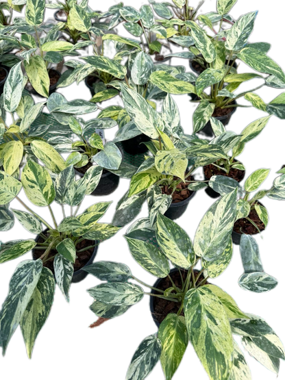 philodendron emerald queen variegated Buy Philodendron Emerald Queen Variegated