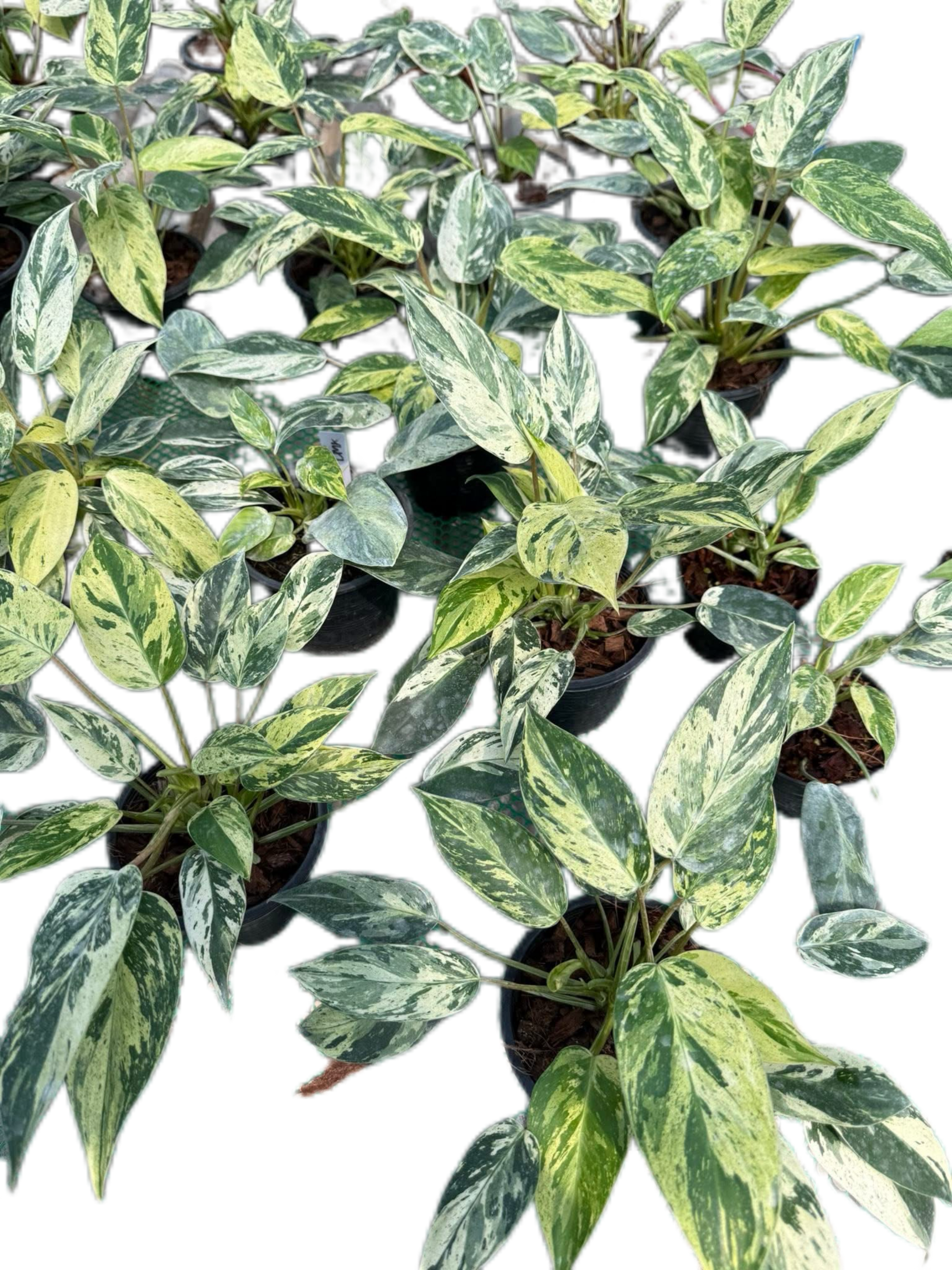Philodendron Emerald Queen Variegated