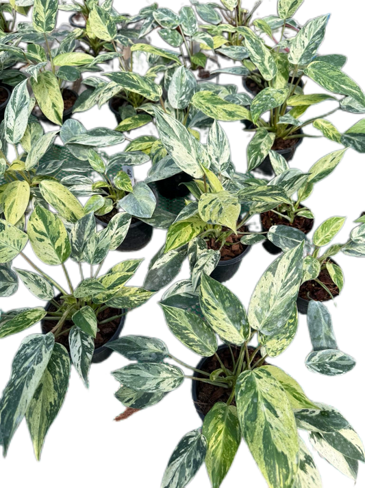 Philodendron Emerald Queen Variegated