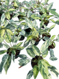Philodendron Emerald Queen Variegated