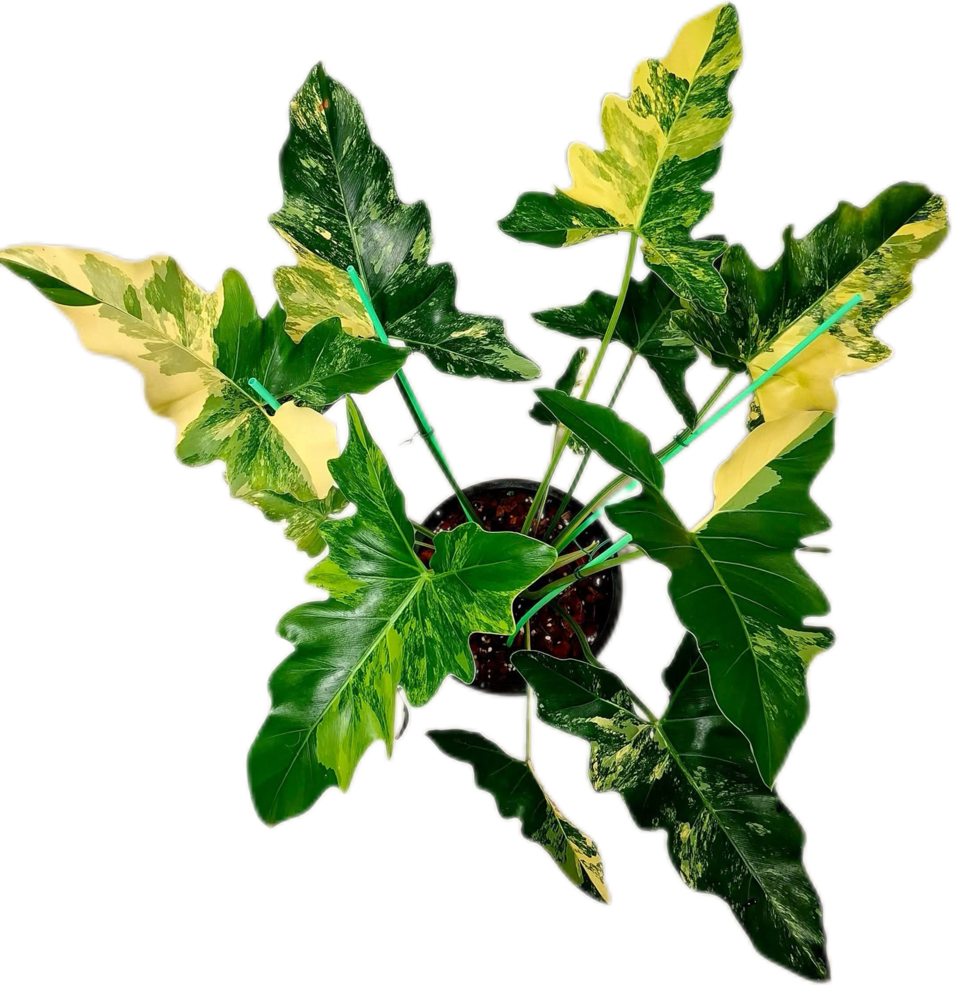 YU」Philodendron Williamsii Variegated フィロデンドロン