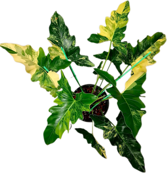 Philodendron Williamsii Hybrid Variegated