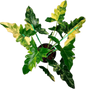 Philodendron Williamsii Hybrid Variegated