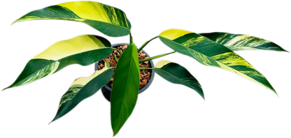 Epipremnum Giganteum Aurea Variegated