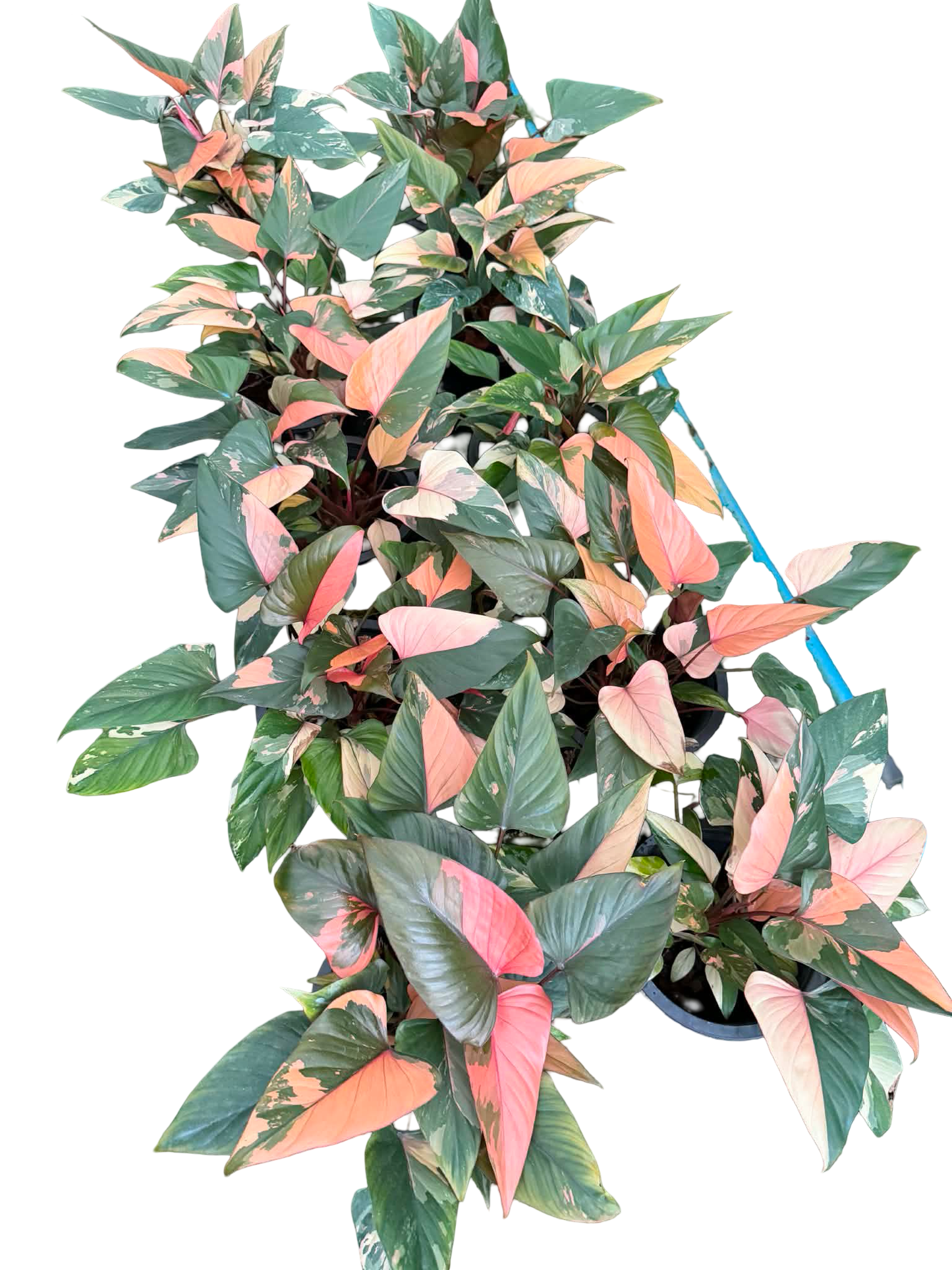 Homalomena Rubescens ‘Pink Diamond’ Variegated – Set of 10 Plants (Large Bushy Clumps)