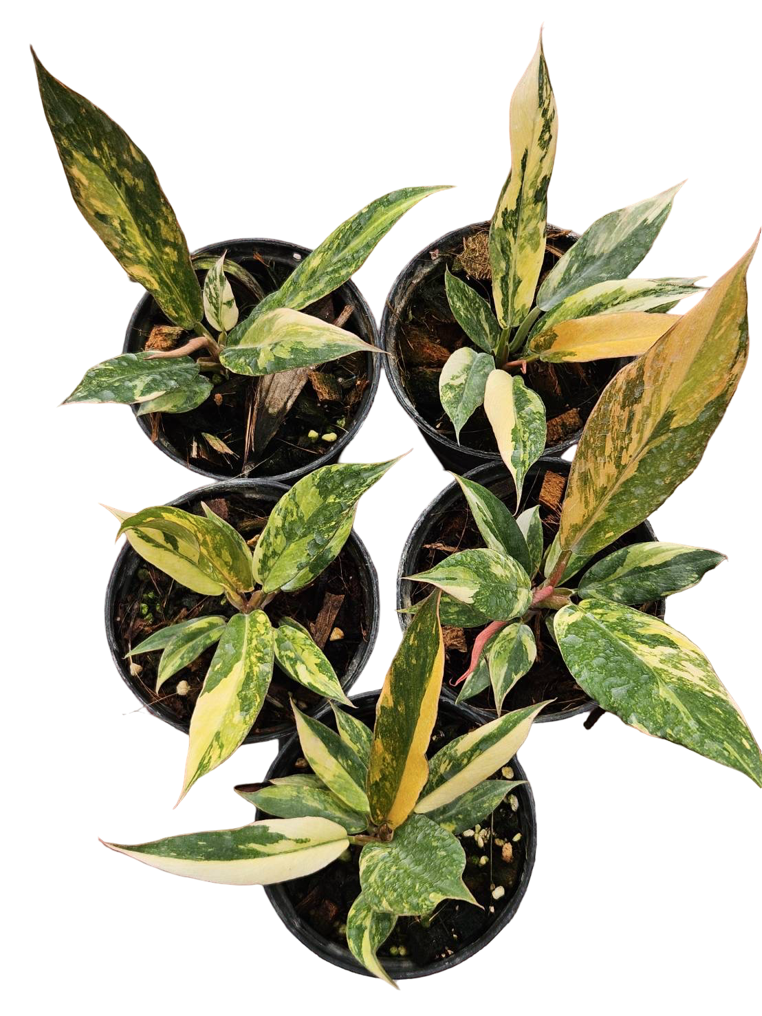 Philodendron ‘Caramel Marble’ (Fire Tiger) Variegated – Small Size | Set of 5