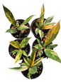 Philodendron ‘Caramel Marble’ (Fire Tiger) Variegated – Small Size | Set of 5