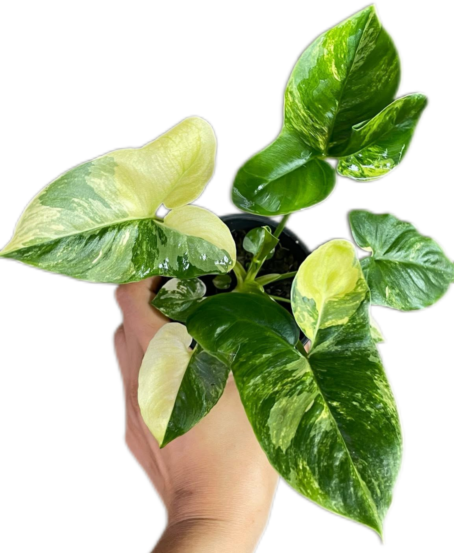 Philodendron Goeldii Variegated