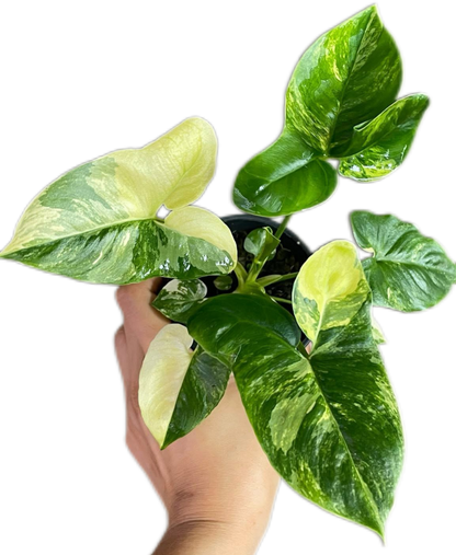 Philodendron Goeldii Variegated