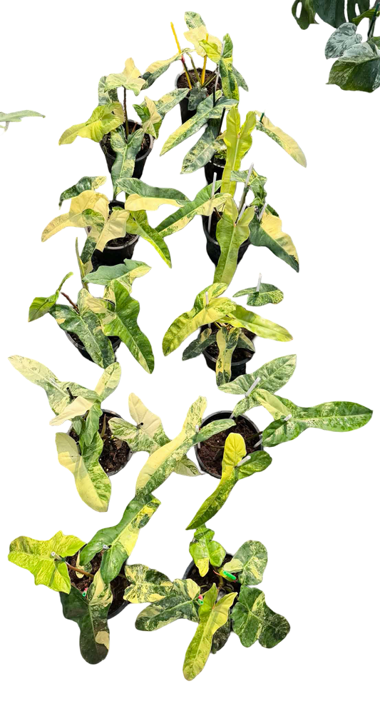 Philodendron Billietiae Variegated x Florida Beauty (Jennifer) | Set of 3 Plants