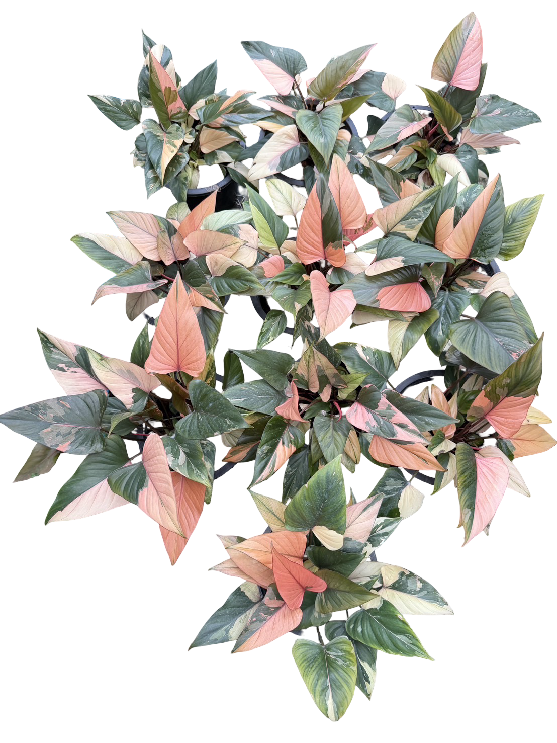 Homalomena Rubescens ‘Pink Diamond’ Variegated – Set of 10 Plants (Large Bushy Clumps)