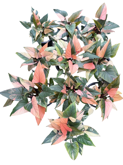 Homalomena Rubescens ‘Pink Diamond’ Variegated – Set of 10 Plants (Large Bushy Clumps)