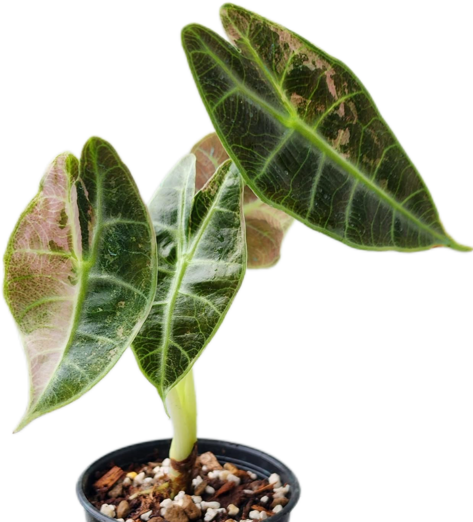 Alocasia Watsoniana Pink Variegated