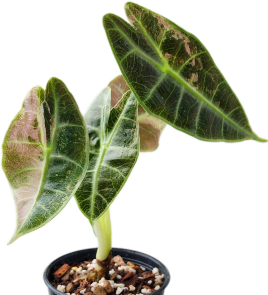 Alocasia Watsoniana Pink Variegated