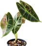 Alocasia Watsoniana Pink Variegated