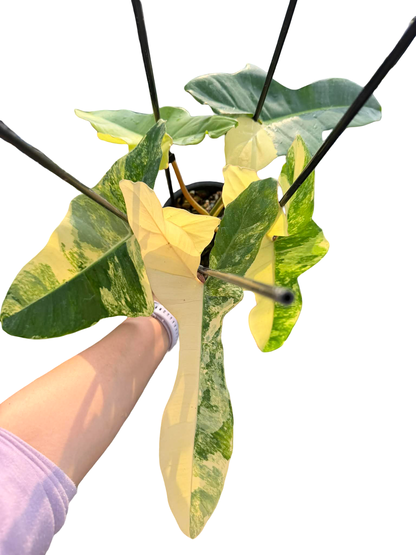 Philodendron Billietiae Variegated x Florida Beauty (Jennifer) | Set of 3 Plants