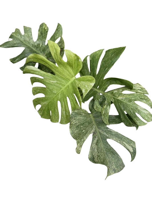 Monstera Deliciosa “Platinum Double Mint” (Actual Plant)