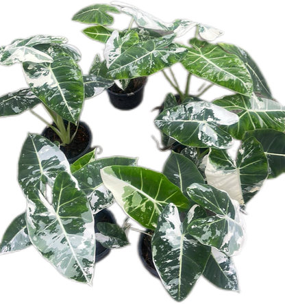 Alocasia Frydek Albo Variegated Big ( Set of 5 Plants)