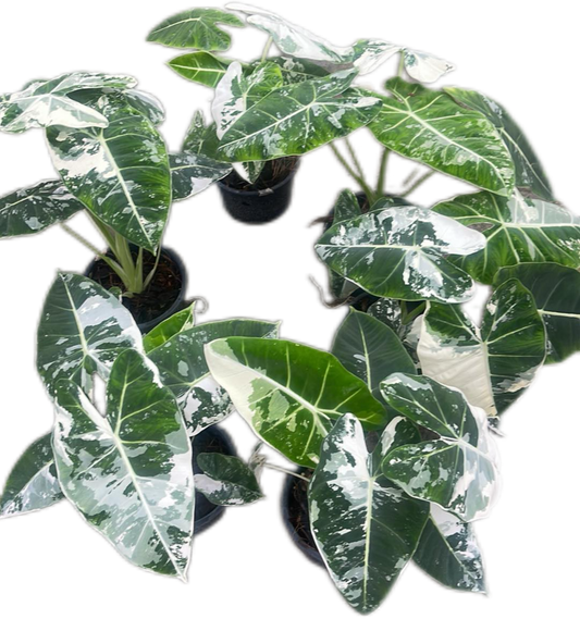 Alocasia Frydek Albo Variegated Big ( Set of 5 Plants)