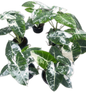 Alocasia Frydek Albo Variegated Big ( Set of 5 Plants)