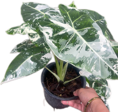 Alocasia Frydek Albo Variegated Big ( Set of 5 Plants)