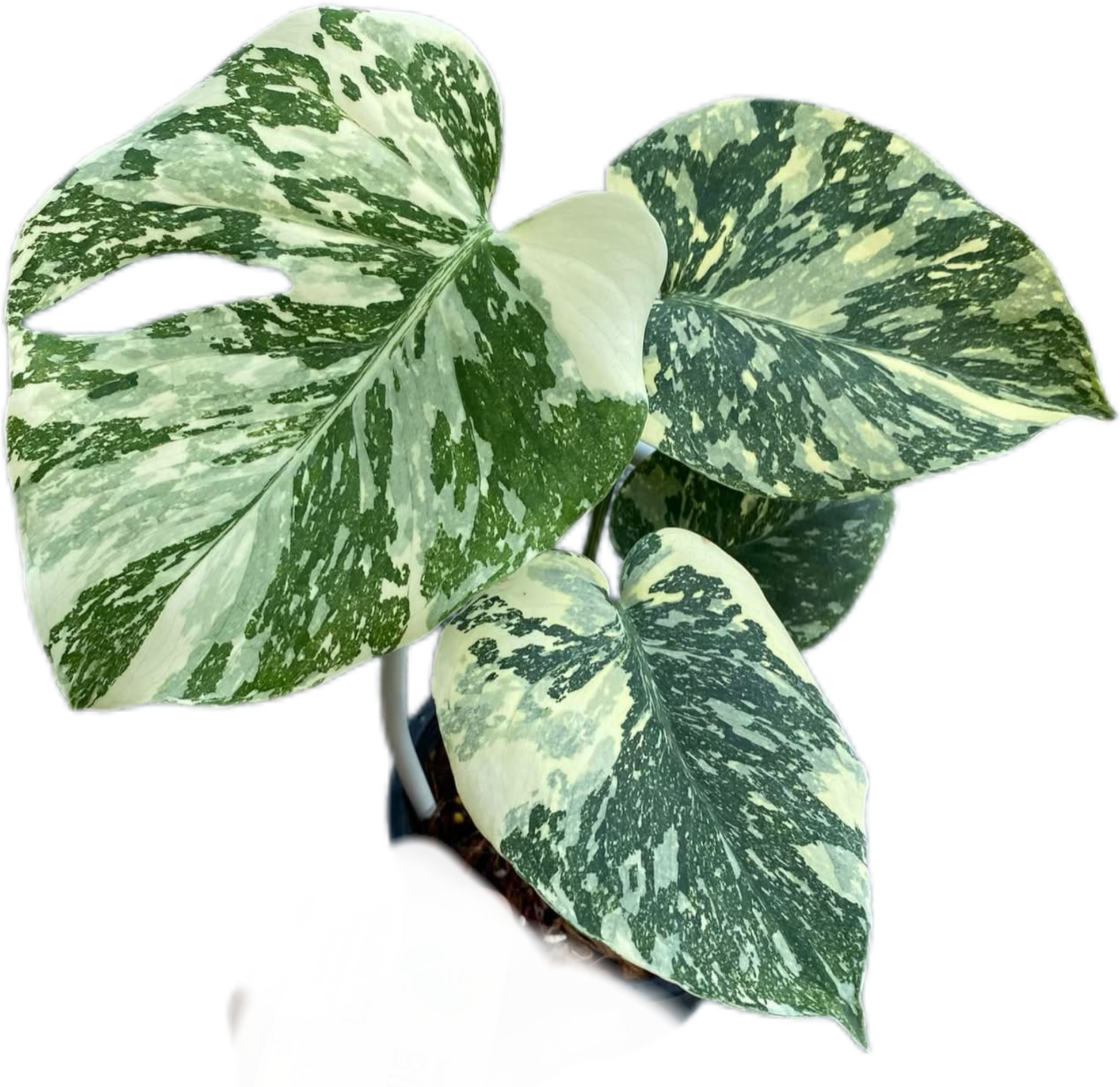 Monstera Deliciosa “White Snow”