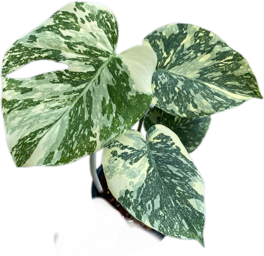 Monstera Deliciosa “White Snow”