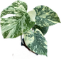 Monstera Deliciosa “White Snow”
