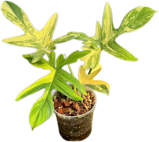 Philodendron Pedatum Variegated