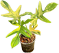 Philodendron Pedatum Variegated