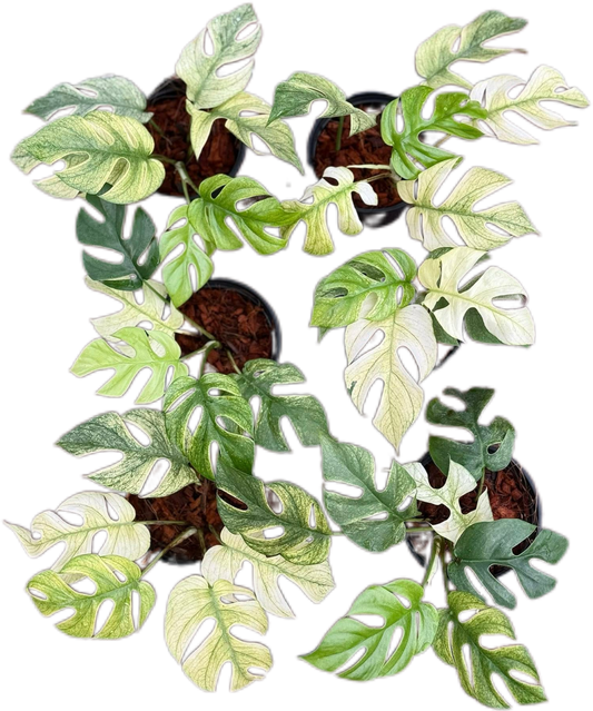 Rhaphidophora Tetrasperma “White Monster”
