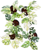 Rhaphidophora Tetrasperma “White Monster”