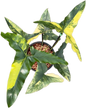 Thaumatophyllum Angela Variegated (Philodendron African Fantacy)