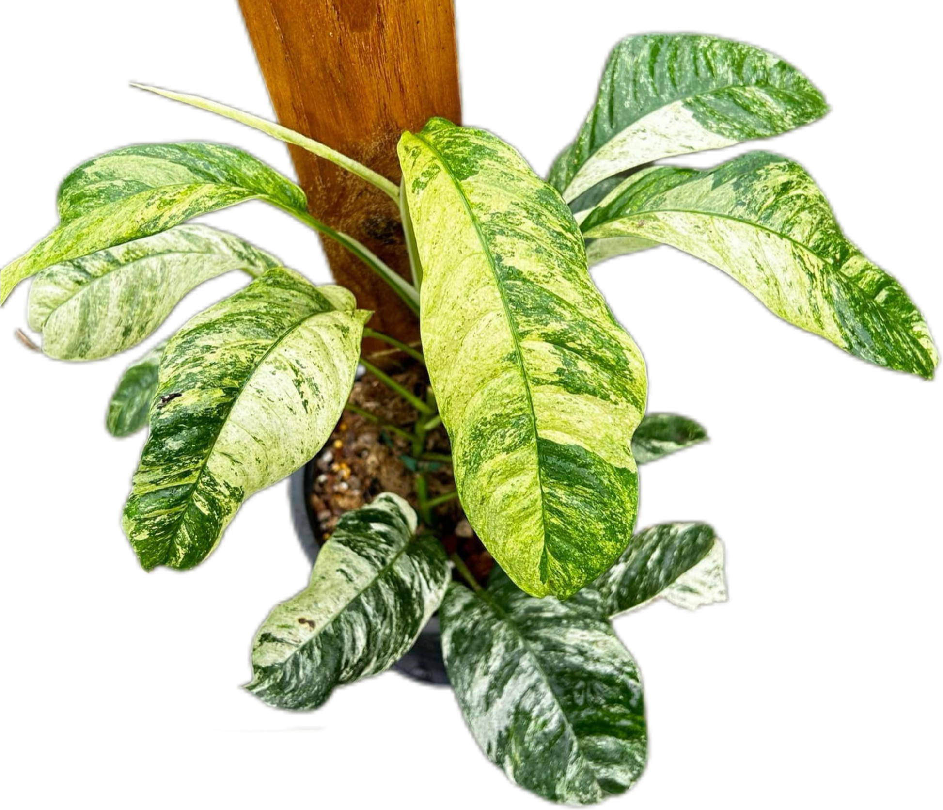 Rhaphidophora Puberupa Variegated Set of 10 Plants